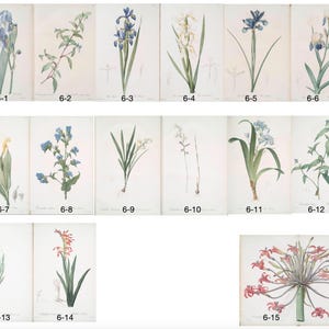 Op de afbeelding: Een verzameling botanische illustraties met verschillende bloemen, waaronder irissen, en andere bloeiende planten. Elke illustratie is genummerd en gepresenteerd op een witte achtergrond, die de gedetailleerde aquarelkunst benadrukt.