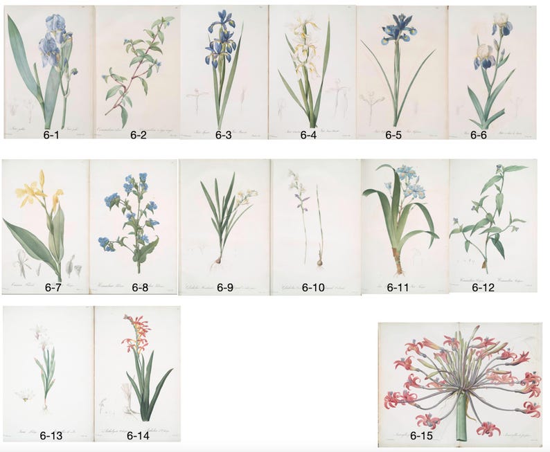Op de afbeelding: Een verzameling botanische illustraties met verschillende bloemen, waaronder irissen, en andere bloeiende planten. Elke illustratie is genummerd en gepresenteerd op een witte achtergrond, die de gedetailleerde aquarelkunst benadrukt.