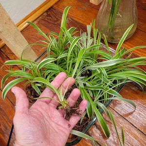 Spider Plant Babies