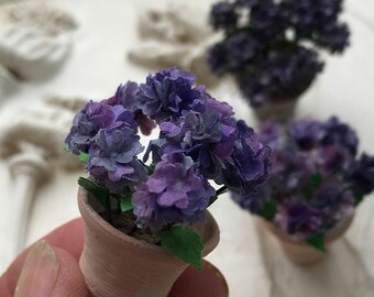 Miniature flowers Hydrangea