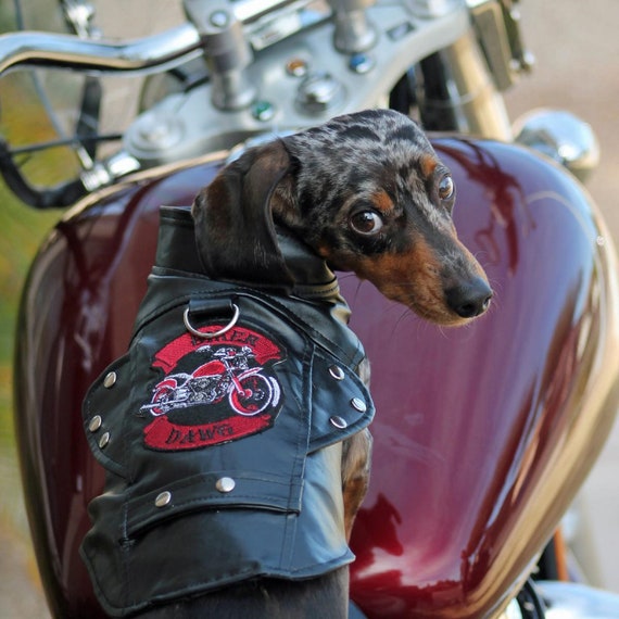 small dog leather jacket
