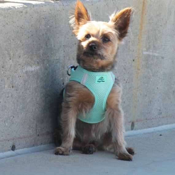American River Ultra Choke-free Mesh Dog Harness by Doggie 