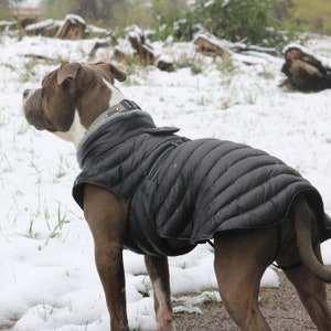 dog overcoat