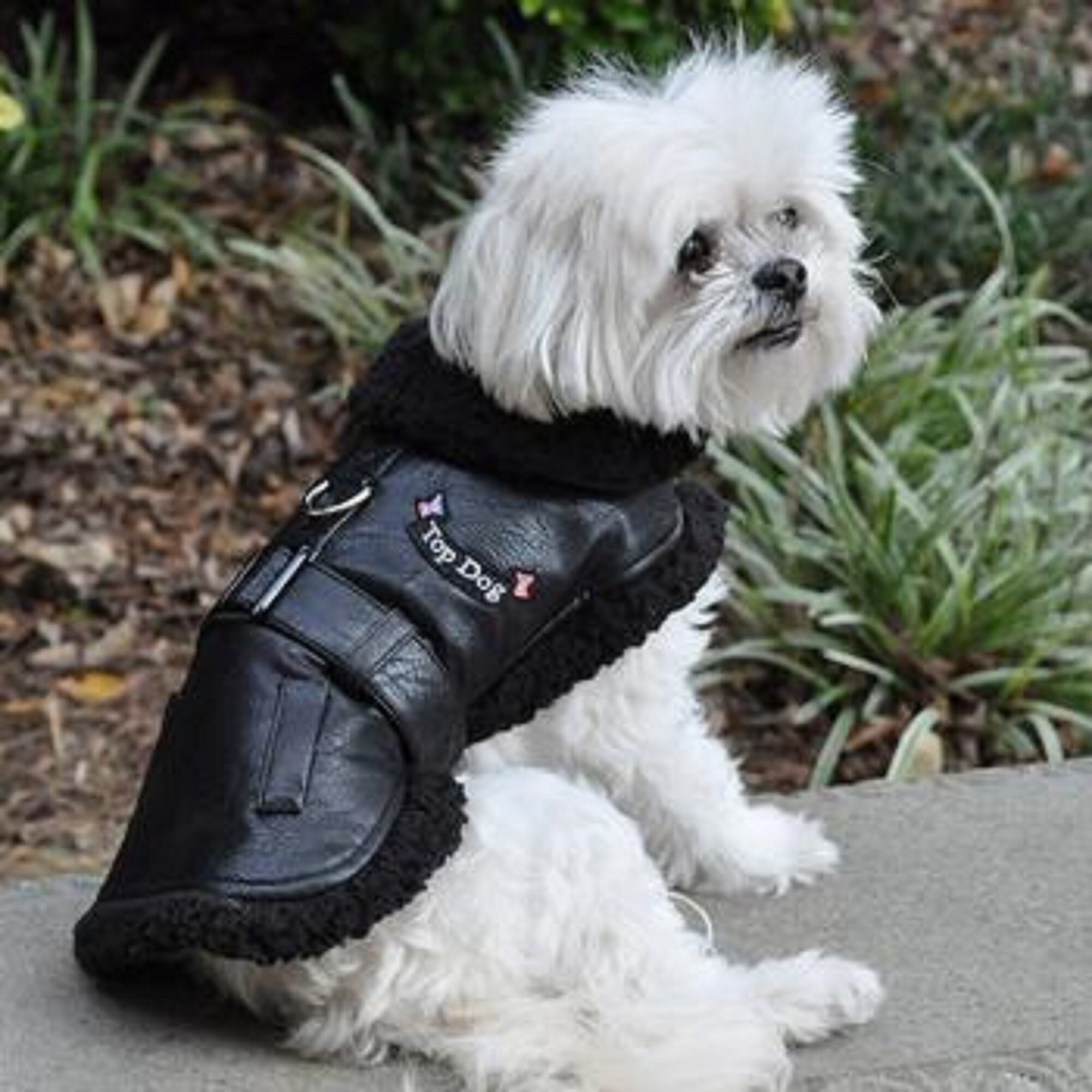 dog motorcycle jacket