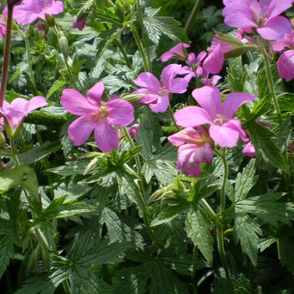 2 Organic Norfolk Pink Hardy Geranium Root Systems,Cottage Garden Plants,Perennials