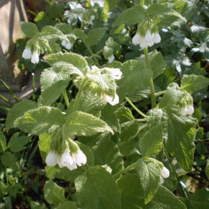 Puede incluir: Primer plano de una planta con flores blancas en forma de campana y hojas verdes grandes y texturizadas. La planta está en un jardín, con la luz del sol iluminando el follaje. Las flores están agrupadas.