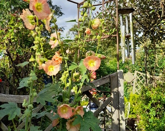 50 Peach organic English Hollyhock seeds from Norfolk, tall cottage garden plant, sow now for Summer 2026