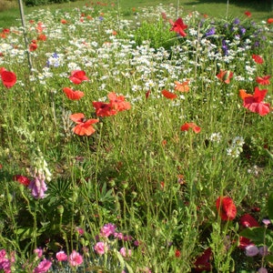Puede incluir: Un campo de flores silvestres con amapolas rojas, margaritas blancas y flores rosas. Las flores crecen en un campo verde exuberante.