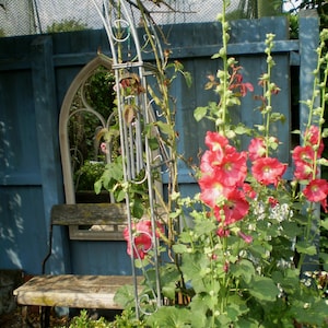 50 Cerise organic English Hollyhock seeds from Norfolk, tall cottage garden plant, sow now for Summer 2025