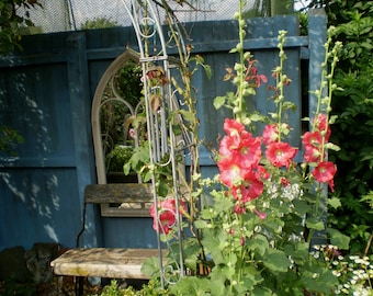 50 Cerise organic English Hollyhock seeds from Norfolk, tall cottage garden plant, sow now for Summer 2026