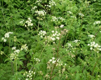 2 Organic Roots of Norfolk Cow Parsley,Tall Wild Flower from England, Natural Mosquito Repellent