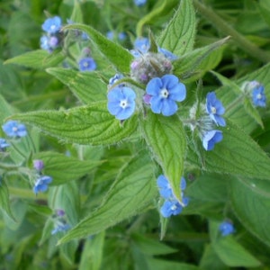 2 Organic Deep Blue Norfolk Comfrey Cottage garden plant,Superb plant food, Wild Flower,Alkanet plant