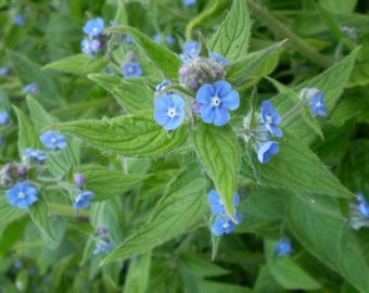 2 Organic Deep Blue Norfolk Comfrey Cottage garden plant,Superb plant food, Wild Flower,Alkanet plant