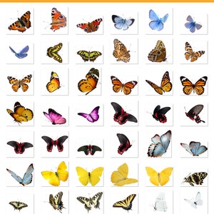 Superposition de papillons, superposition de papillons volants, superpositions Photoshop de papillons réalistes, PNG transparent, printemps, été, superposition, superpositions image 6