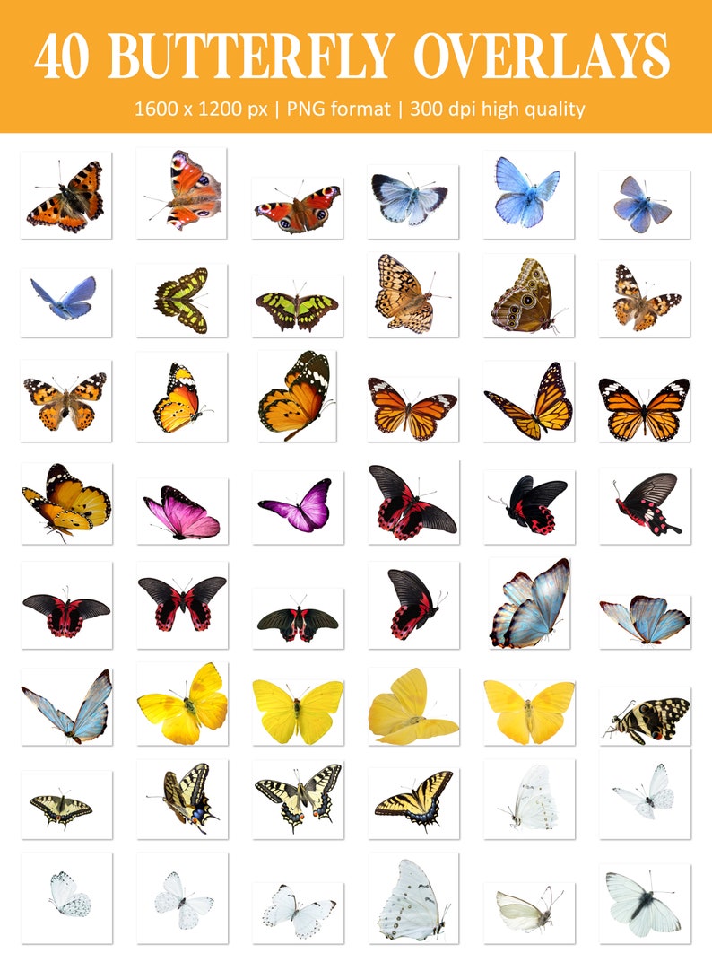 Schmetterling Overlay, fliegende Schmetterlinge Overlay, realistische Schmetterling Photoshop Overlays, transparentes PNG, Frühling, Sommer, Overlay, Overlays Bild 6