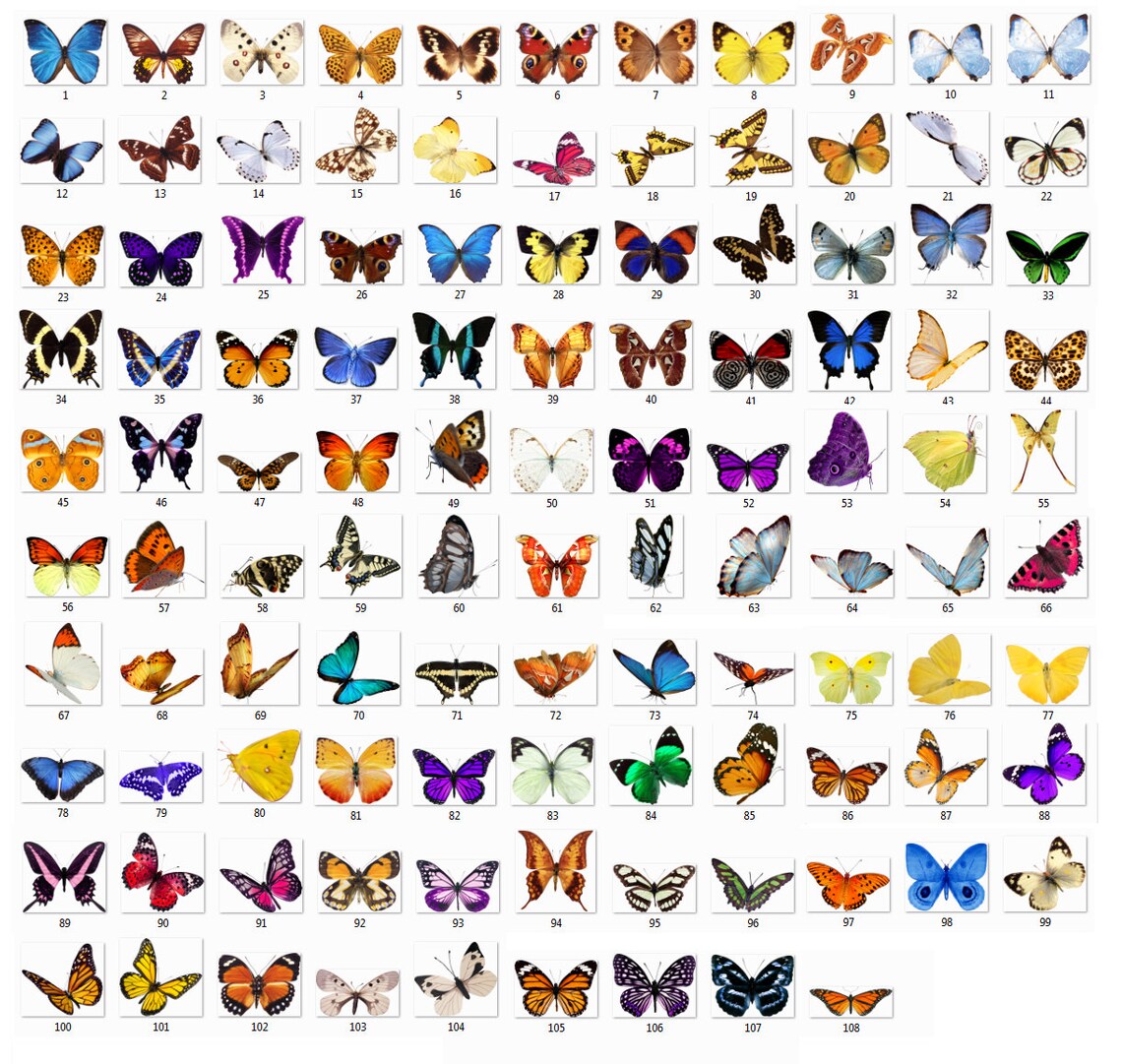 100 Butterfly overlays realistic butterfly overlay flying image 2