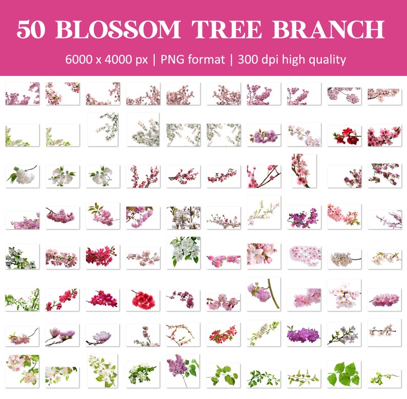 Blossom tree branch overlays, flowering tree branch, cherry blossom, apple blossom, blossom branch overlays, Photoshop overlays, PNG image 6