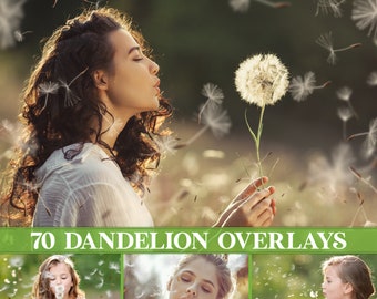 Dandelion overlays, blowing dandelion seeds, blow dandelion, overlays, dandelion flowers, transparent PNG, Photoshop overlays, Download