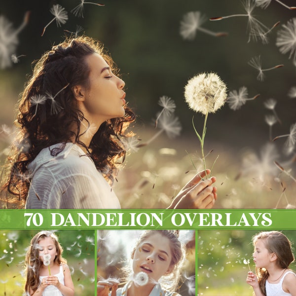 Dandelion overlays, blowing dandelion seeds, blow dandelion, overlays, dandelion flowers, transparent PNG, Photoshop overlays, Download