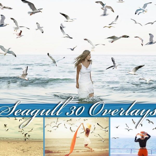 Realistic seagull overlays, flying birds, bird flock, photoshop overlays, flock, seagull, bird, overlay, summer, overlays, PNG, DOWNLOAD