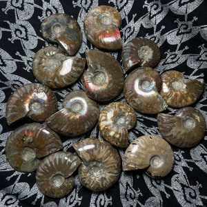 Chatoyant Ammonite Fossil