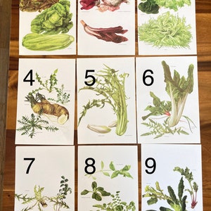 Vintage Fruit, Vegetable, Herb, Spice, Plant Illustrations/The Complete Book of Fruits and Vegetable/Illustration by Marilena Pistoia/farm