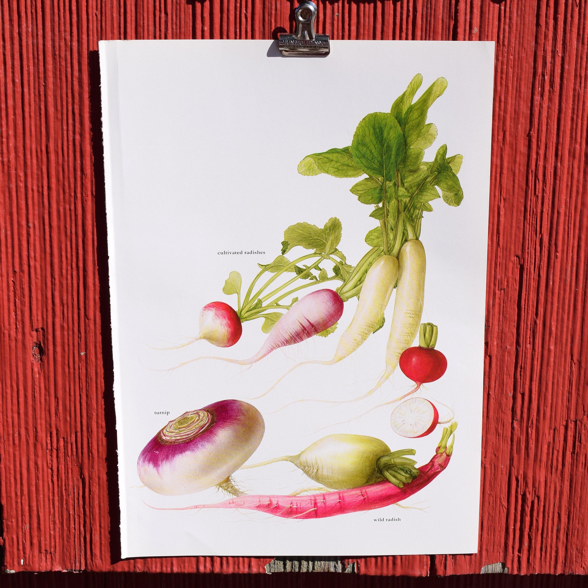 Radishes And Turnipa The Complete Book Of Fruits And Etsy