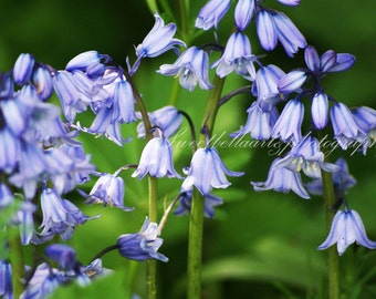 Wall Art, Photography Print, Bluebells, Flowers