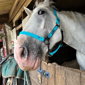 Horse Headcollar