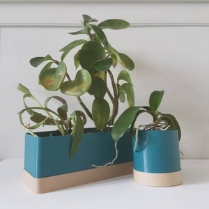 May include: Two potted plants in teal and beige planters. The rectangular planter holds a plant with large, rounded leaves. The smaller, round planter holds a plant with long, slender leaves. The plants are set against a white background.