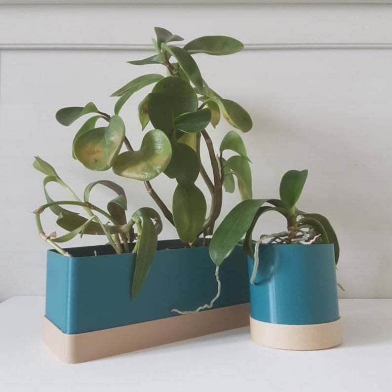 May include: Two potted plants in teal and beige planters. The rectangular planter holds a plant with large, rounded leaves. The smaller, round planter holds a plant with long, slender leaves. The plants are set against a white background.