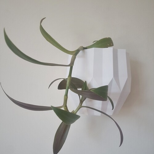 The Arizona Wall Planter, Wall Mounted Plant Pot for Vertical Garden Display