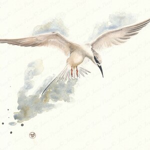 Forster&#39;s Tern