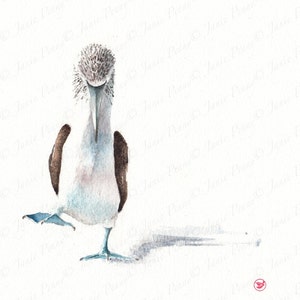 May include: Watercolor painting of a blue-footed booby bird standing on one leg with its head tilted down. The bird is painted in shades of blue, gray, and brown. The background is white.
