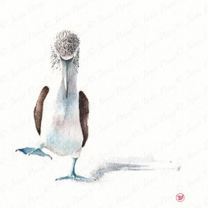 Blue Footed Booby