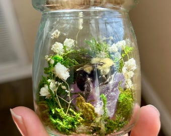 Carpenter Bee Taxidermy Oddities and Curiosity Jar
