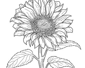 Sunflower Template: Royalty Free Traceable Pattern Bundle (Jpg, Png, Svg, Pdf)