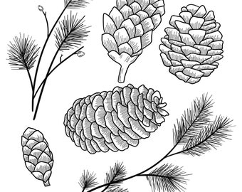 Pinecone Template: Royalty Free Traceable Pattern Bundle (Jpg, Png, Svg, Pdf)