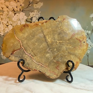 Petrified wood plate slab