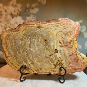 Petrified wood plate slab