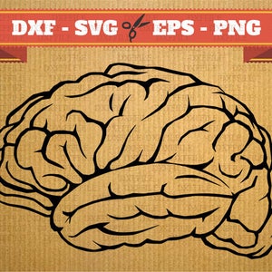 Puede incluir: Dibujo lineal en negro de un cerebro humano sobre un fondo beige. La ilustración detalla los pliegues y contornos de la corteza cerebral. Incluye el texto: DXF - SVG - EPS - PNG, sugiriendo un archivo digital.