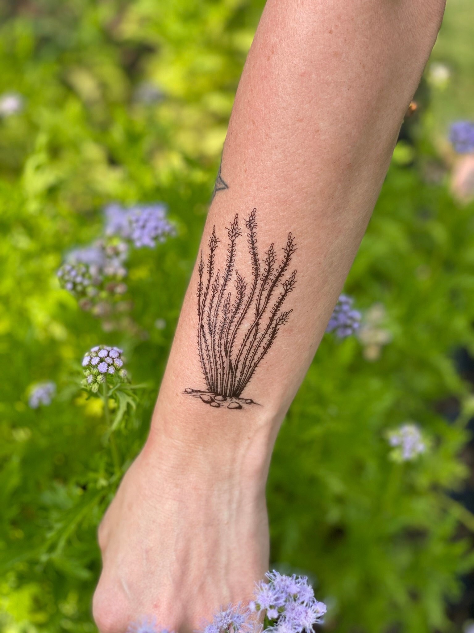 Ocotillo temporäres Tattoo - Wüstenpflanze Fake Tattoo - Handgezeichnetes schwarzes Naturtattoo - Belastbare botanische Kunst