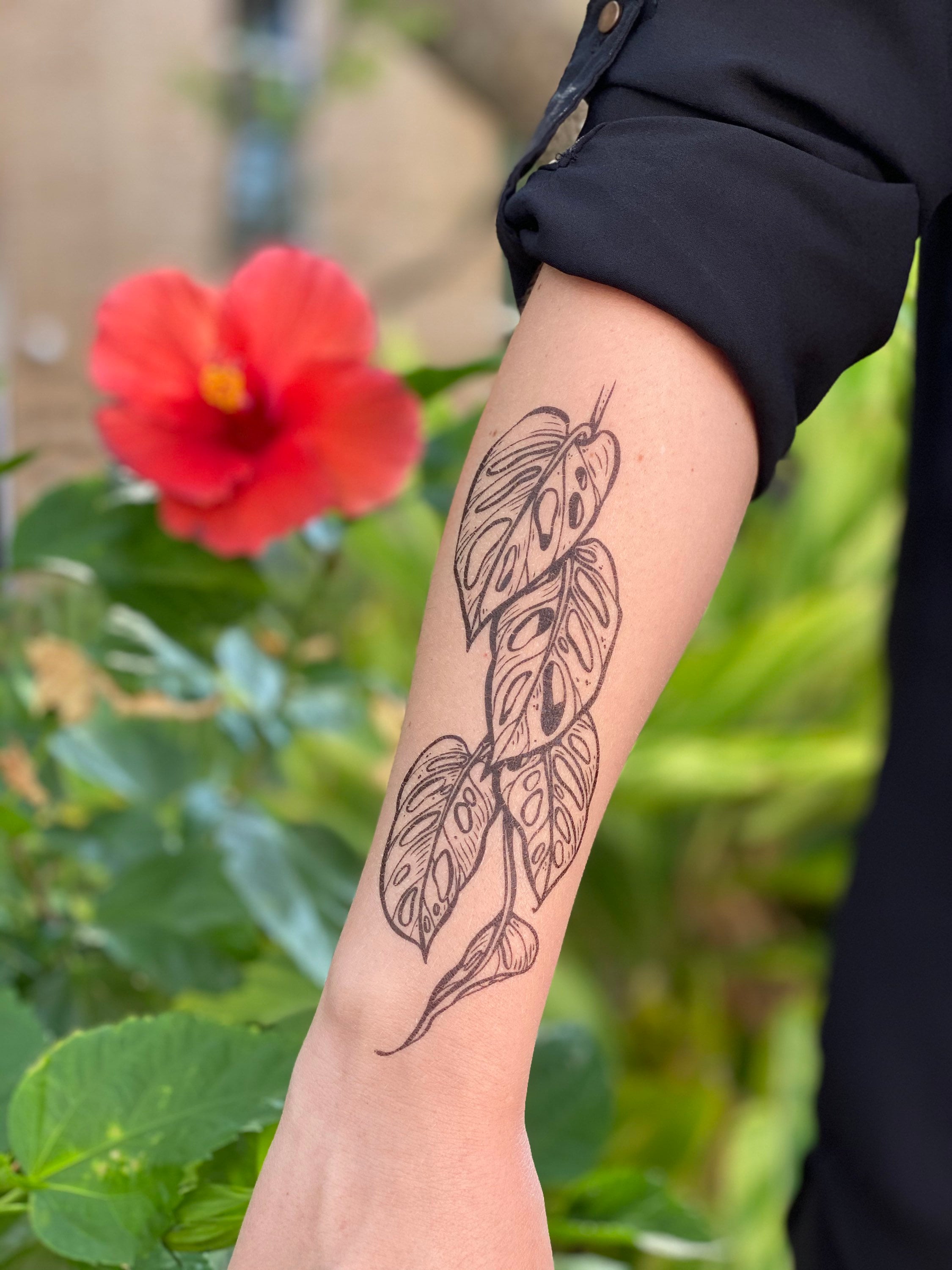 Monstera Adansonii Temporary Tattoo: Realistic Black Ink, Swiss Cheese  Vine, Botanical Illustration - Etsy New Zealand