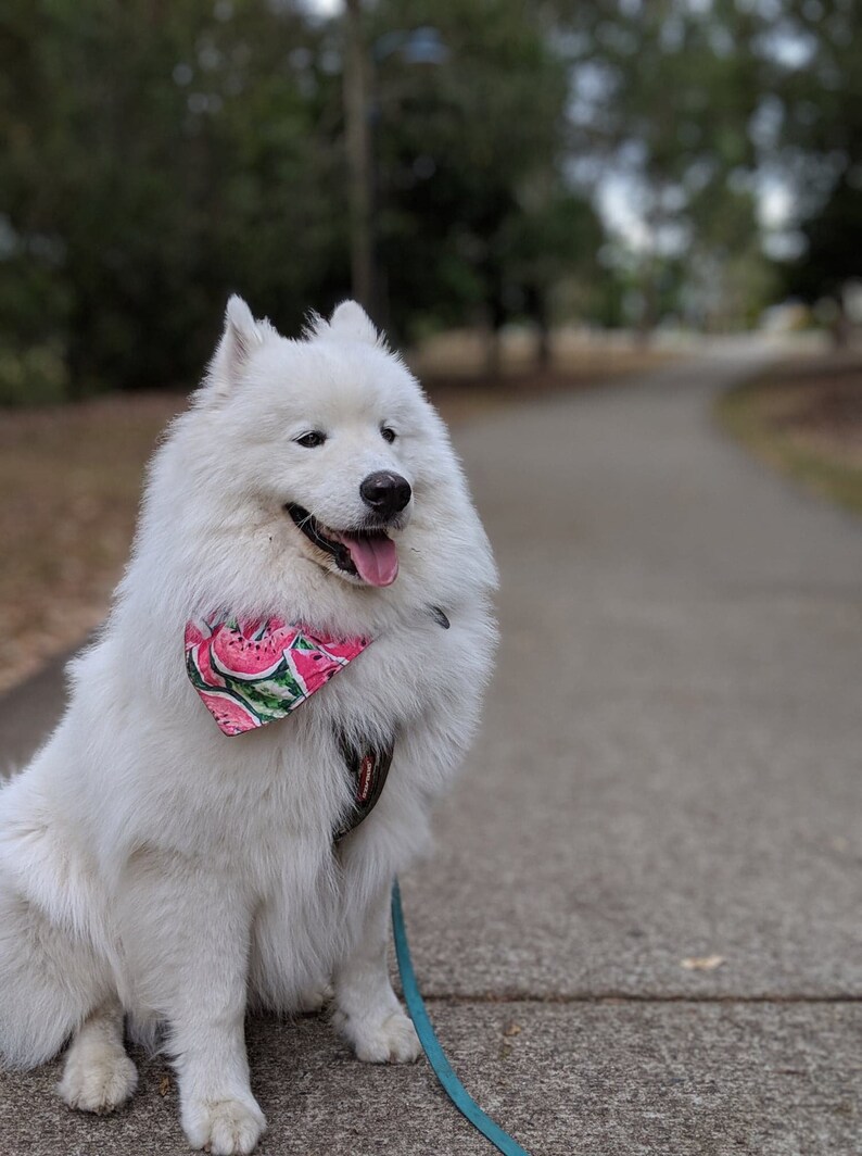 Pastel Spots Blue or Purple Polka Dot Dog Bandana
