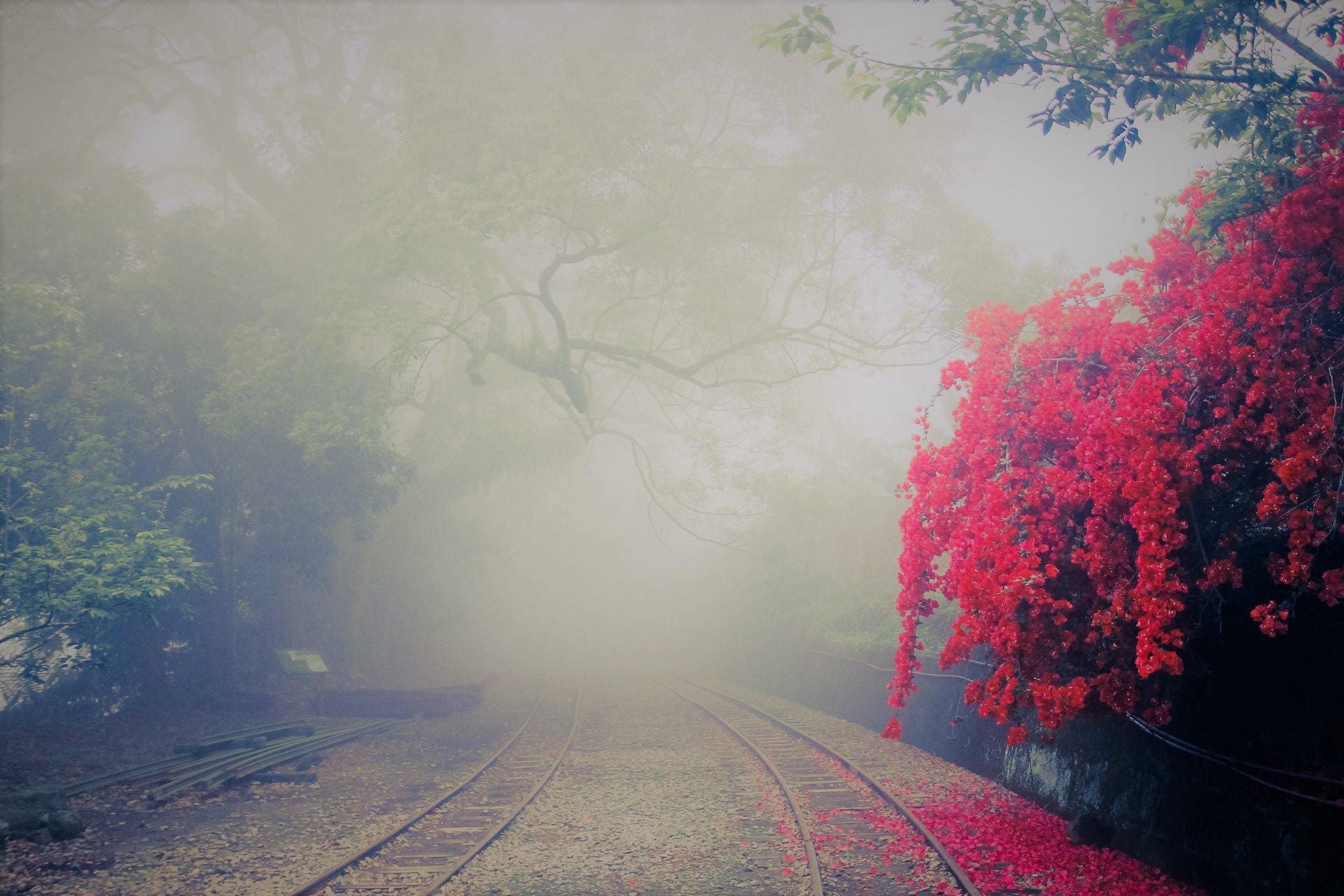 Fog and trees Photography Backdrop Photoshop Backdrop Etsy Fog and trees Photography Backdrop Photoshop Backdrop Etsy