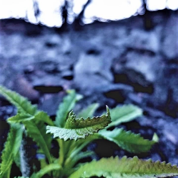 Photograph print of new growth after a California Wildfire - an image of hope and the power of renewal, 5x7 matted to 8x10