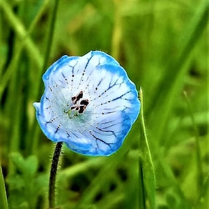 Photograph print spring blue wildflower in California, 5x7 matted to 8x10