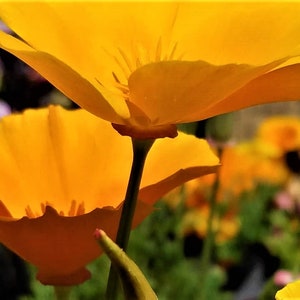 Photograph print orange California Poppy, 5x7 matted to 8x10