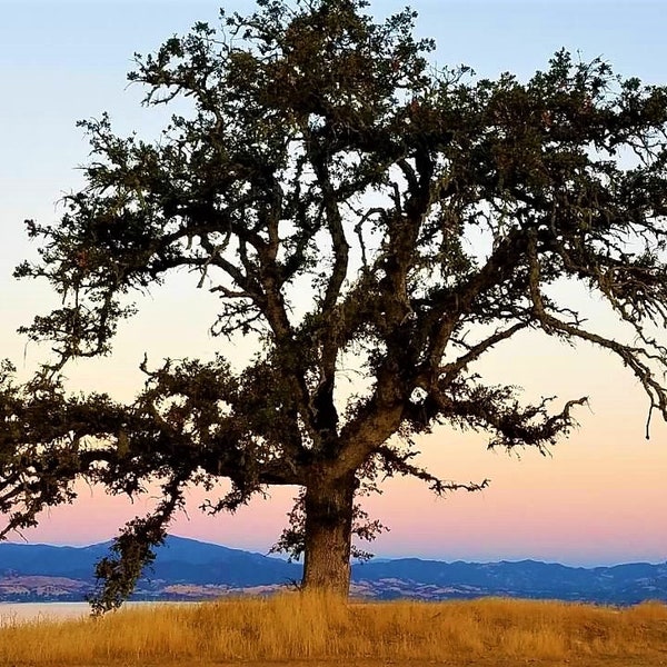 Photograph print of a Live oak on a cliff overlooking  Clearlake in Northern California, 5x7 matted to 8x10