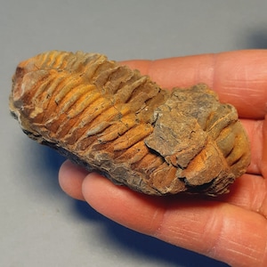 Ordovician fossil trilobite